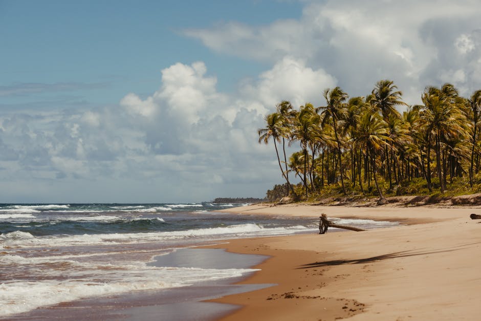 A scenic view of a tropical beach lined with palm trees and waves crashing on the sandy shore under a cloudy sky.