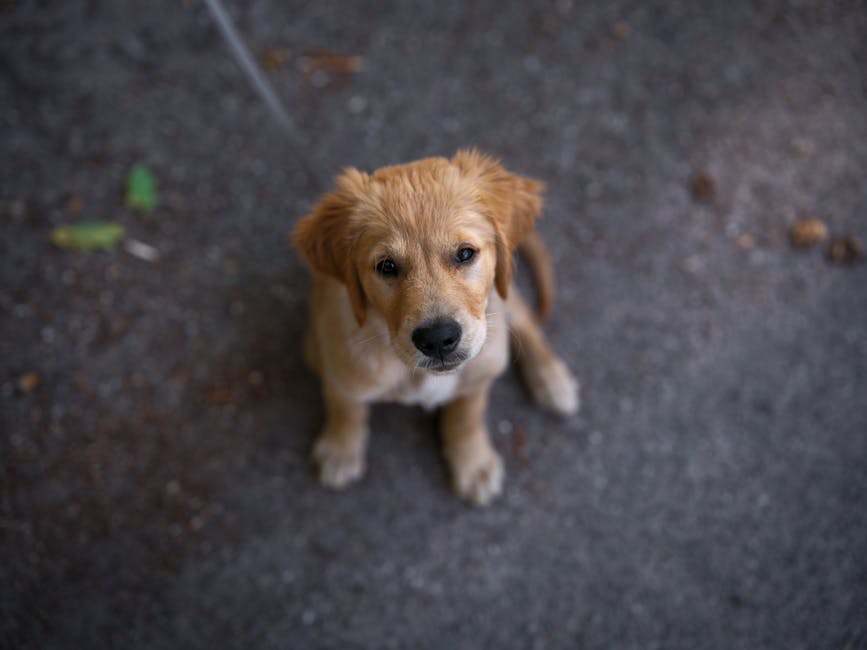 Charming image of a golden retriever puppy sitting and staring up, capturing its happy and innocent expression.