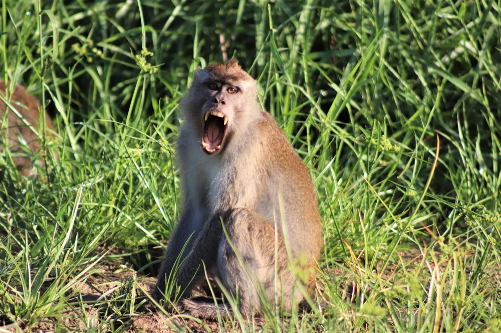 Borneo: Kinabatangan River